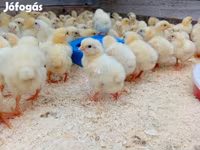 Chickens — foto 2