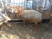 แกะตัวผู้, Hissar sheep — รูปภาพ 1