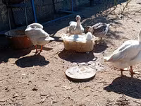 Geese — الصورة 1