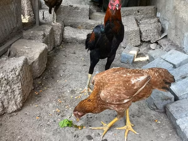 Chickens