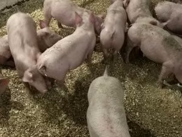 Pigs (batch, sex not specified), 