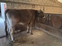 Ng'ombe jike, Swiss cattle — picha 8