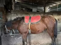 Kuda jantan, Horses — foto 4