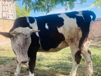 Үнээ, Simmental cattle — 3 зураг