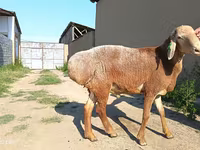 كبش, Agin sheep — الصورة 5