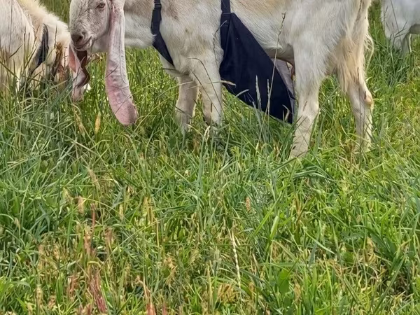Cabro, Gulabi goats