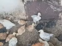 Chickens — foto 4
