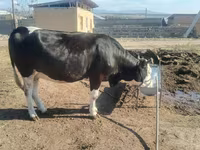 Kuh, Russian Black pied cattle — Foto 5