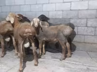 Beran, Hissar sheep — foto 2