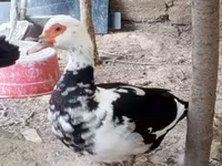 domaća muskovska patka — fotografija 2