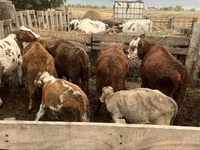 Bik, Simmental cattle — fotografija 2