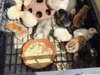 Chickens — 사진 3