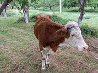 گاو نر, Simmental cattle — عکس 1