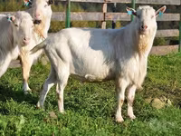 Jarac, Saanen goat — fotografija 1