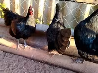 Australorp — fotografija 4