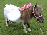 암말, Miniature horse — 사진 7