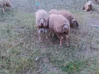Ovce (šarže, pohlaví neuvedeno), Ovce — foto 5