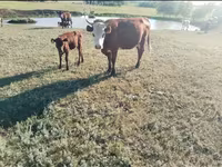 Lembu betina, Russian Black pied cattle — foto 6