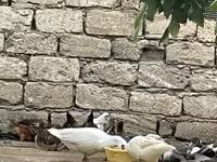 Domestic Muscovy — foto 5