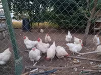 Chickens — ảnh 2