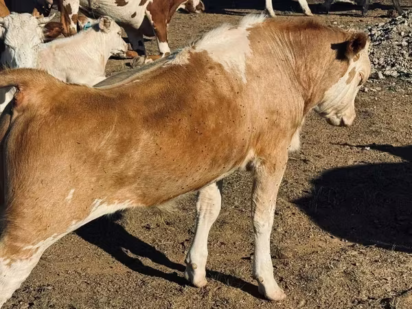 Buğa, Mal-qara — Qazaxıstan