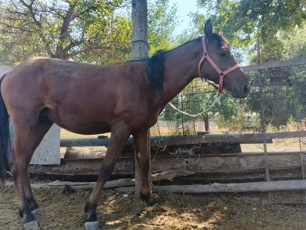 Horse (M), Horses — Kyrgyzstan