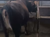Bulle, Swiss cattle — Foto 1