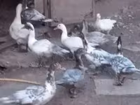 Ducks — լուսանկար 1