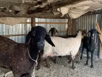 گوسفند (گروه، جنسیت مشخص نشده), Kazakh fat-tailed coarsewool sheep — عکس 3