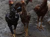 Chickens — ფოტო 4