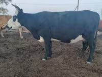 母牛, Cattle — 照片 2