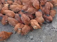 Chickens — Foto 5