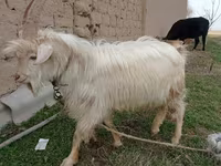 Mbuzi jike, Saanen goat — picha 2