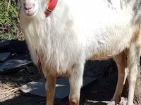 بز نر, Saanen goat — عکس 5