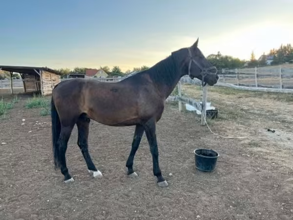 Horse (M), Furioso-North Star