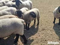 نعجة, White Suffolk sheep — الصورة 4