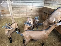 Ged, Alpine goat — foto 2
