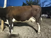 Ko, Latvian Blue cattle — foto 2
