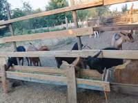 Kambing betina, Goats — foto 6