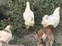 Chickens — 照片 3