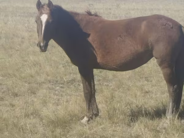 مادیان, Kazakh horse