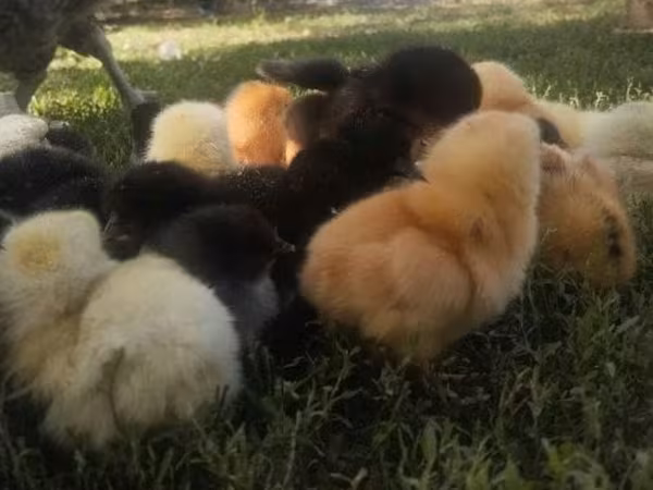 Chickens