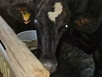 Ng'ombe dume, Banda la Holstein — picha 3