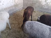 Kambing jantan, Sheep — foto 4