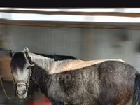 Faras, Azerbaijan horse — sawirka 1