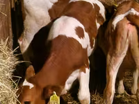Toro, Ganado vacuno — foto 4