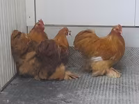 Pekin Bantam — zdjęcie 4