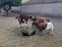 Ram, Cameroon sheep — foto 6