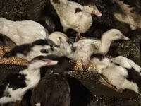 Ducks — Foto 4
