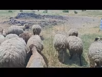 میش, گوسفند — عکس 6